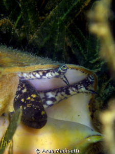 Gizza Kiss (Queen conch extending to feed.) by Arun Madisetti 